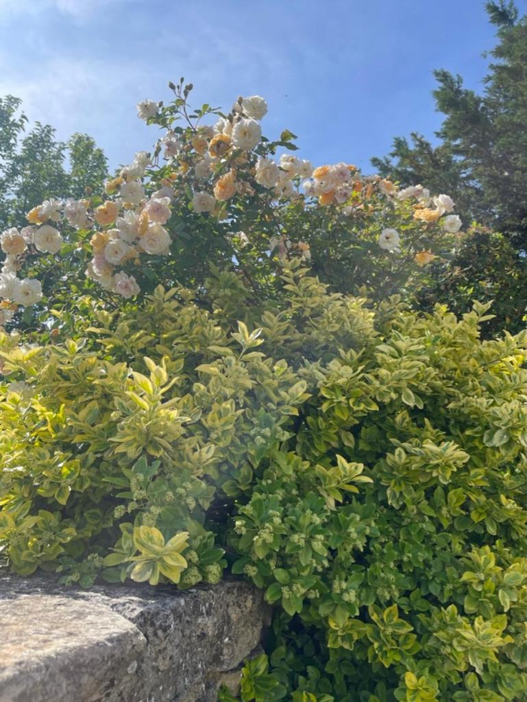 Bed and Breakfast La Borie en Provence Gordes Exterior foto
